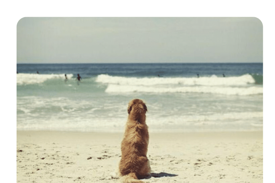 The Ocean Meme